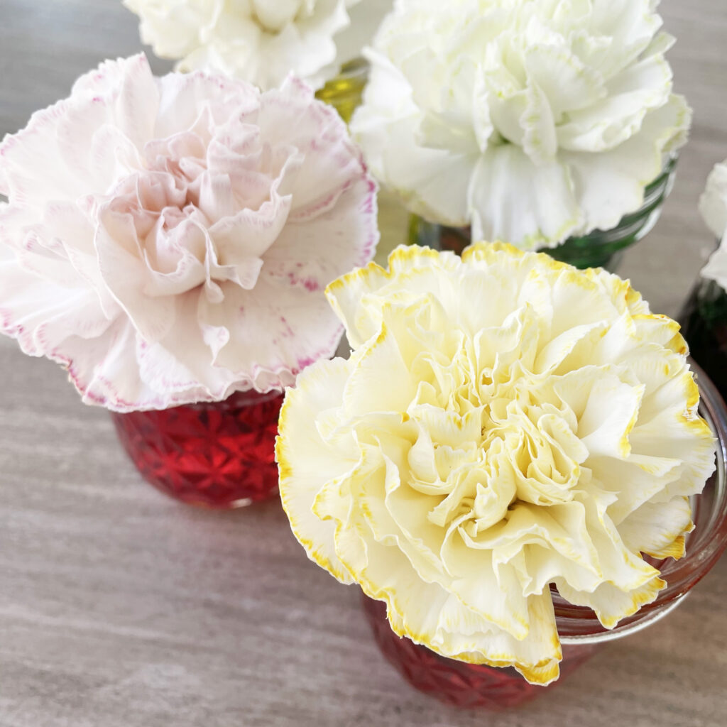 Three white carnations turning different colors